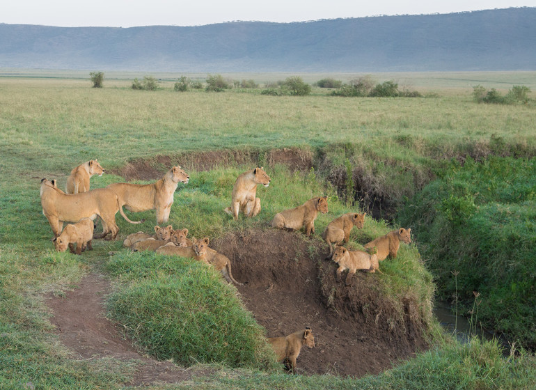 safari tanzanie ngorongoro lions