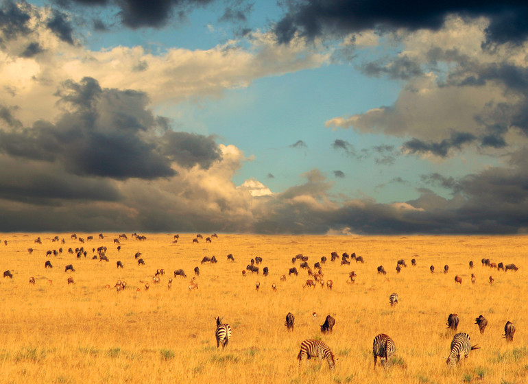 safari tanzanie serengeti