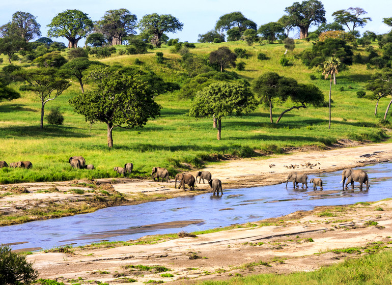 safari tanzanie elephants
