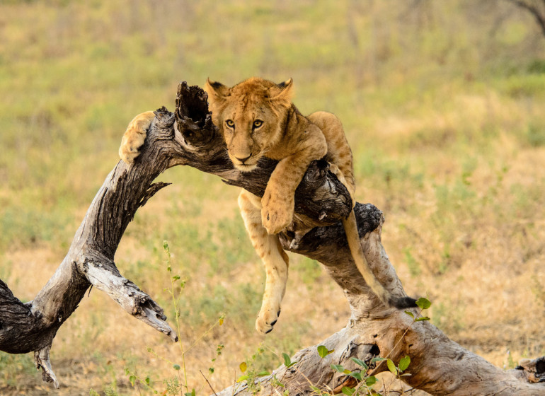 safari tanzanie