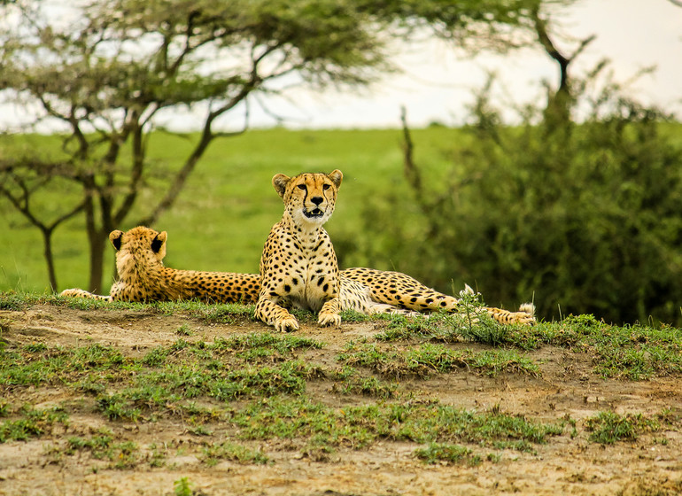 safari tanzanie guepards