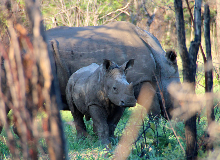 voyage zimbabwe rhinoceros