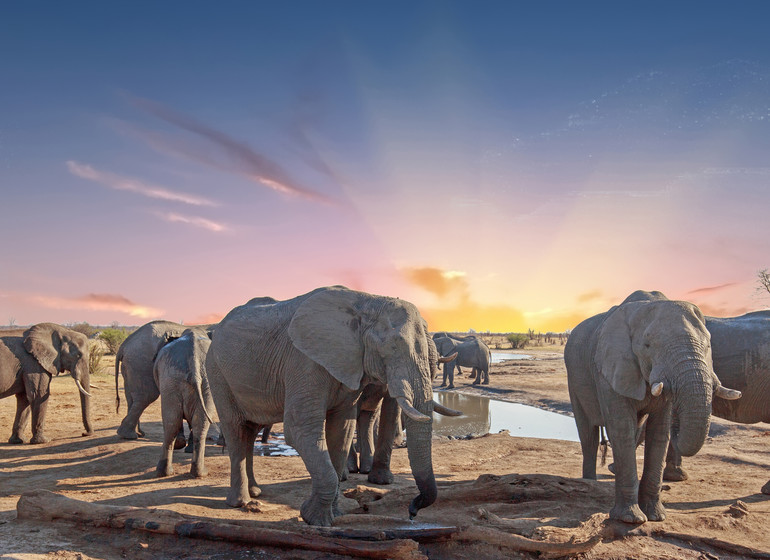 voyage zimbabwe elephants