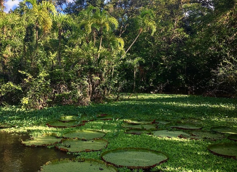 Pérou Voyage Amazonie Nord Heliconia River Lodge water lilies