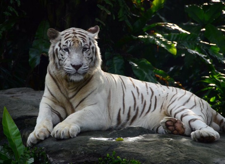 Zoo de Singapour