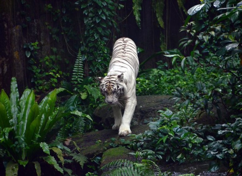 Zoo de Singapour