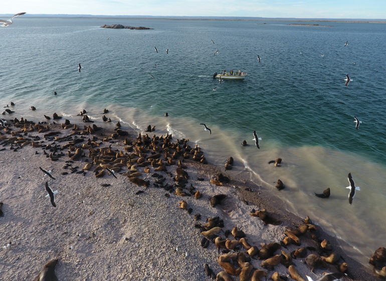 Argentine Voyage Patagonie colonie de lions de mer