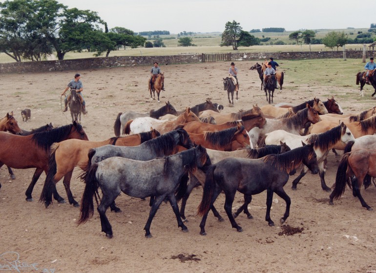 Uruguay Voyage Estancia San Pedro de Timote travaux de gauchos