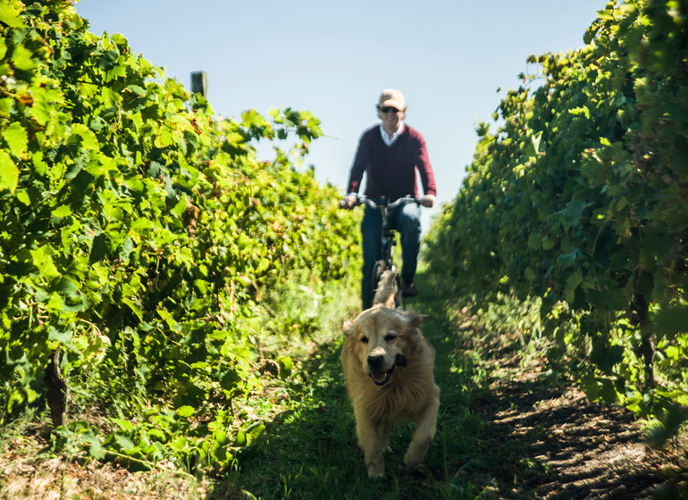 Uruguay Voyage Casatinto à vélo dans les vignes