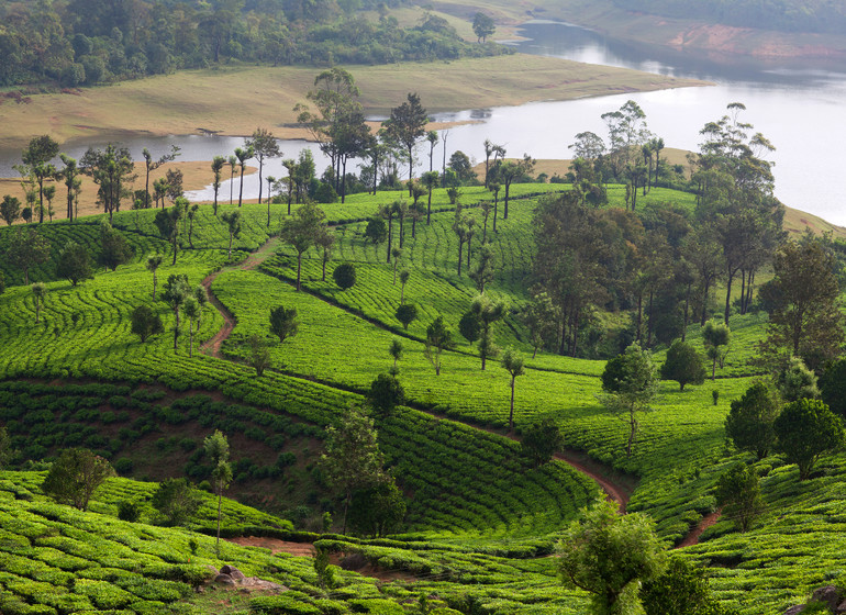 Voyage au Kerala, thé