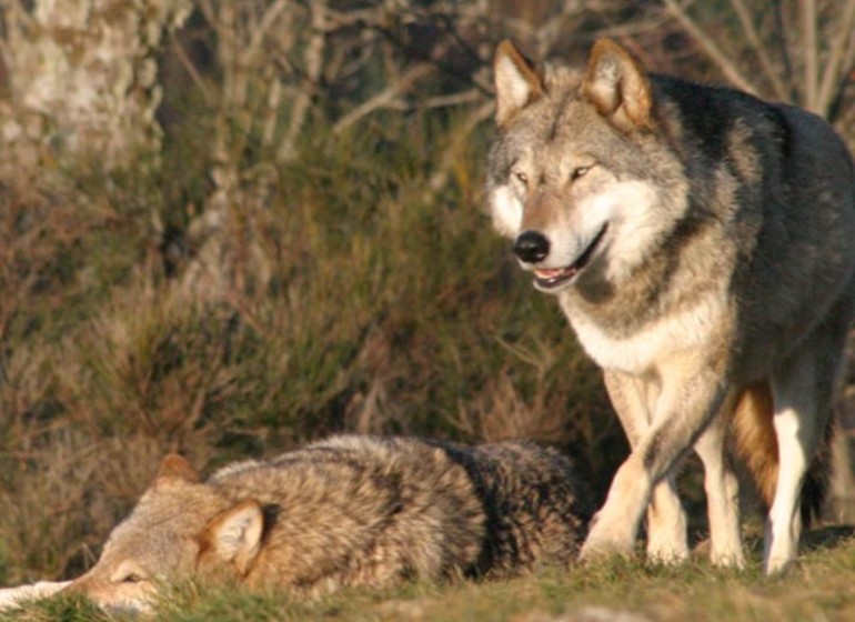 France Loups du Gévaudand