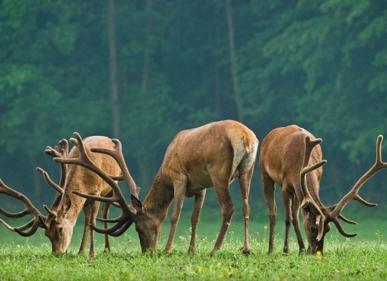 France parc animaliers