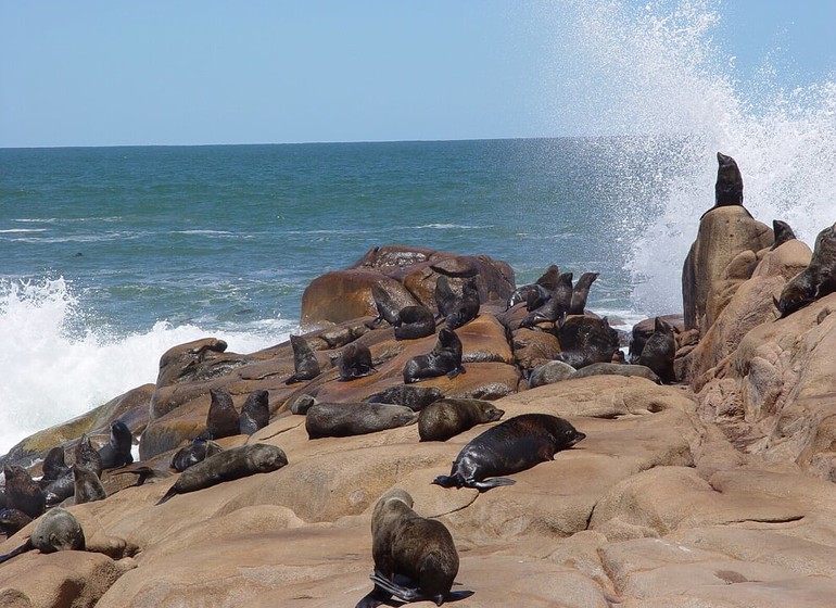 Uruguay Voyage Cabo Polonio colonie de lions de mer