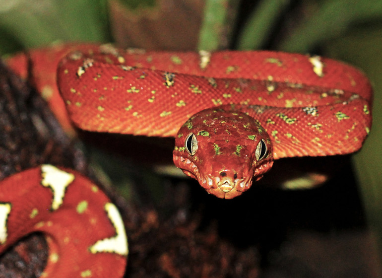 Brésil Voyage Amazon Clipper Traditionnel serpent rouge