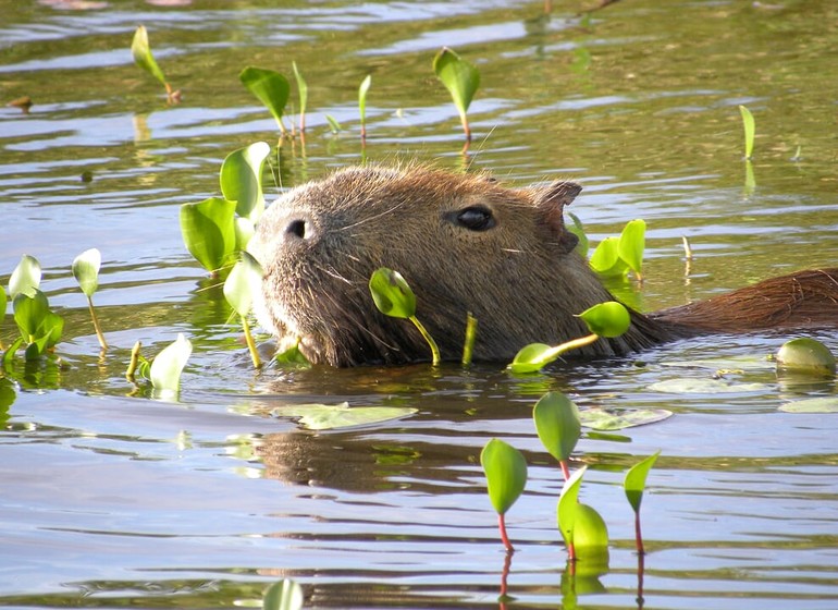 Uruguay Voyage Guardia del Monte capybara