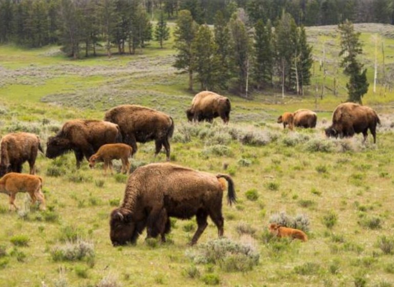 France réserve des bisons d'europe