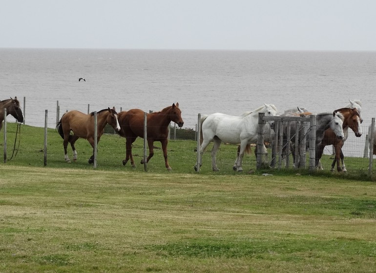 Uruguay Voyage caballos