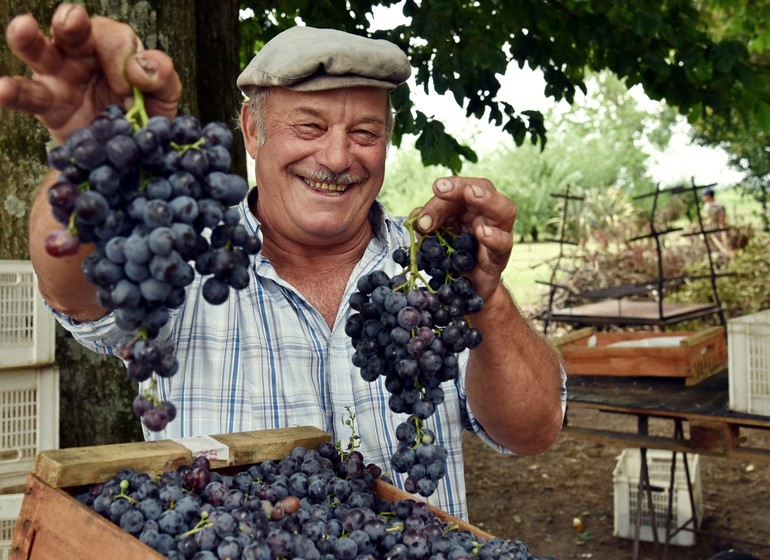 Uruguay Voyage récolte raisins