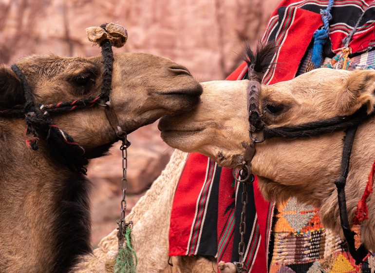 Voyage Jordanie Petra Aman, nebo, Madaba, shobak, Petra, Beidha, wadi rum désert sable