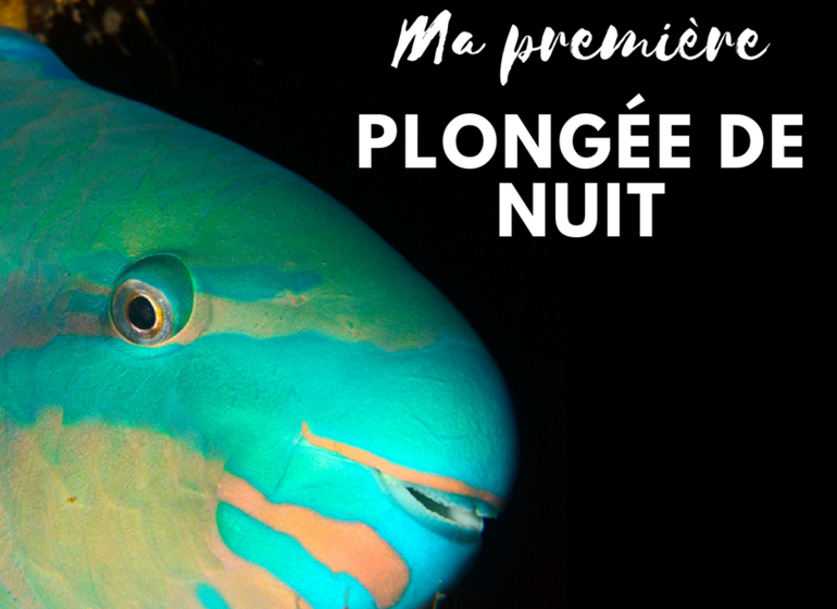 Plongée de nuit