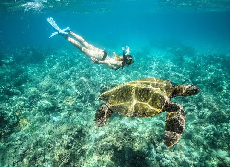 Nage avec les tortues de mer