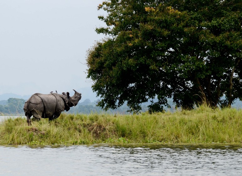 Voyage en Inde, Kaziranga