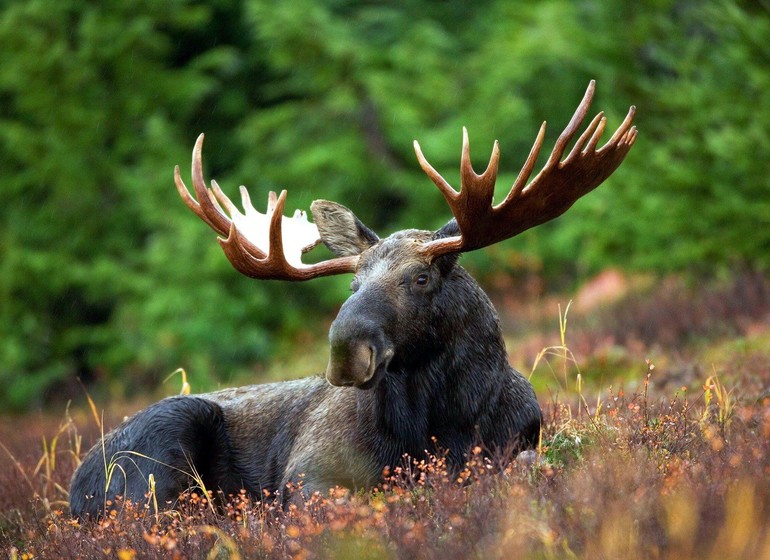 Québec 100% nature