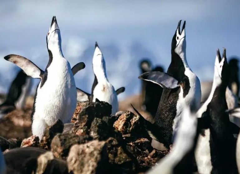 Antarctic Express : traversée du cercle Antarctique