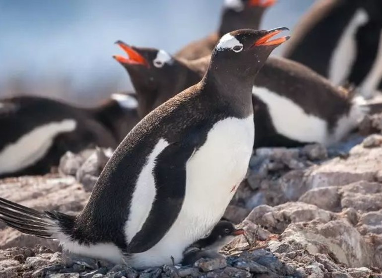 Antarctic Express : traversée du cercle Antarctique