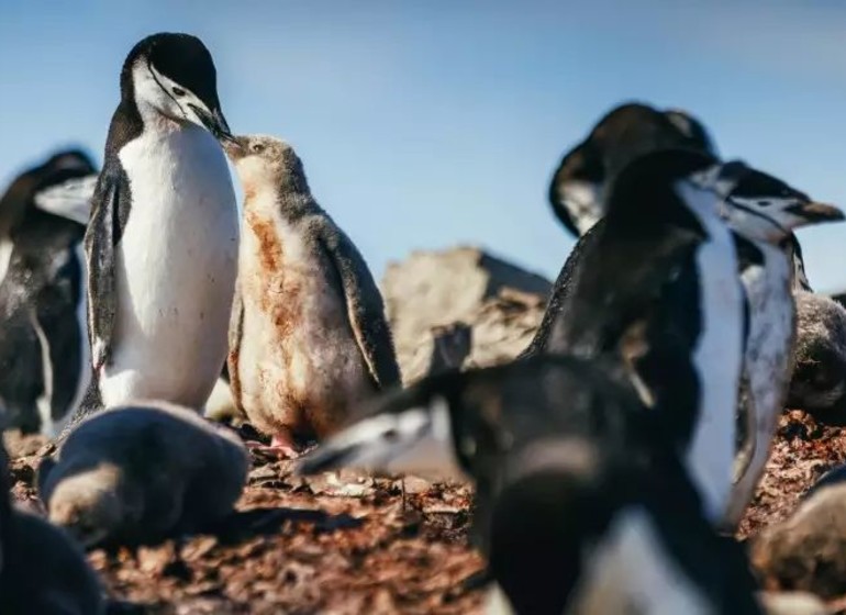 Antarctic Express : traversée du cercle Antarctique