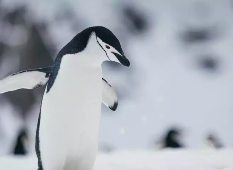 Antarctic Explorer : À la découverte du 7e continent