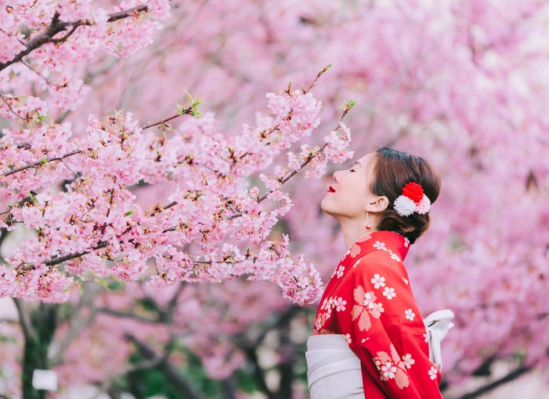 Hanami, le temps des cerisiers