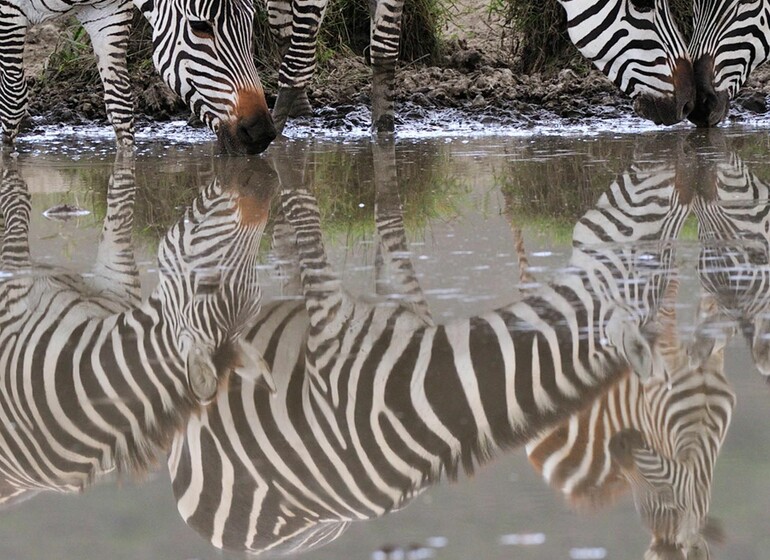 Safari Kenya Tanzanie