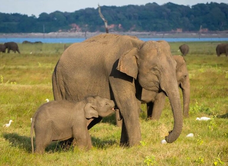 Voyage Sri Lanka Safari