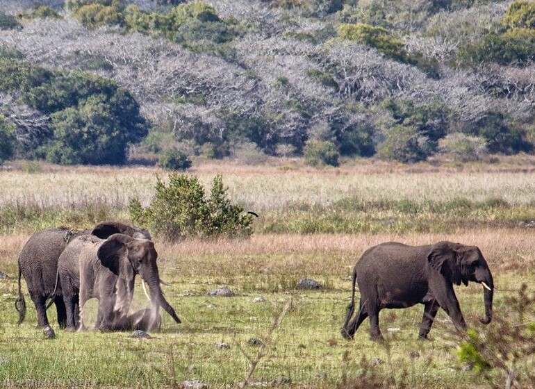 Voyage Mozambique Safari