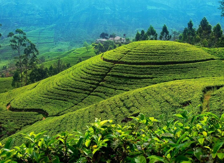 Voyage Sri Lanka Rizières