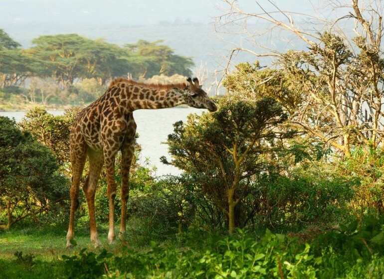 Safari Kenya Tanzanie