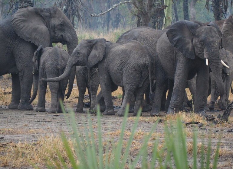 Voyage Mozambique Safari