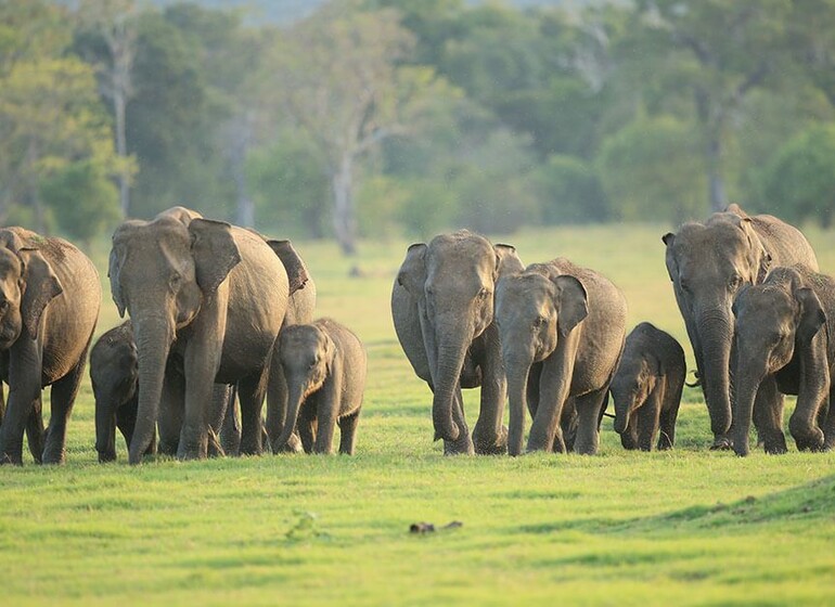 Voyage Sri Lanka Habarana