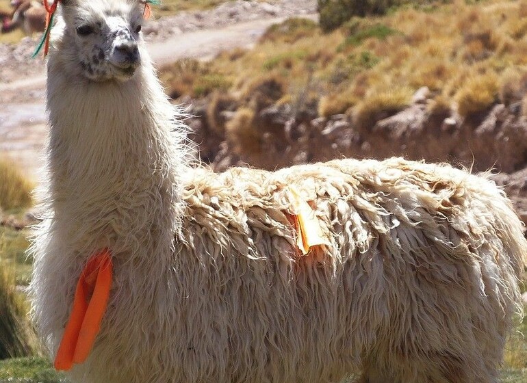 Bolivie insolite