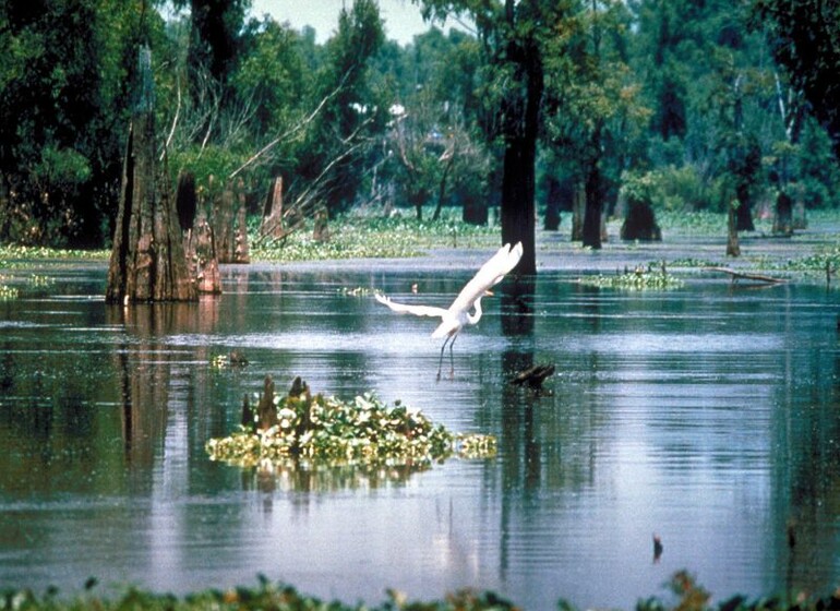 Découvrez les Merveilles de la Louisiane en 7 nuits