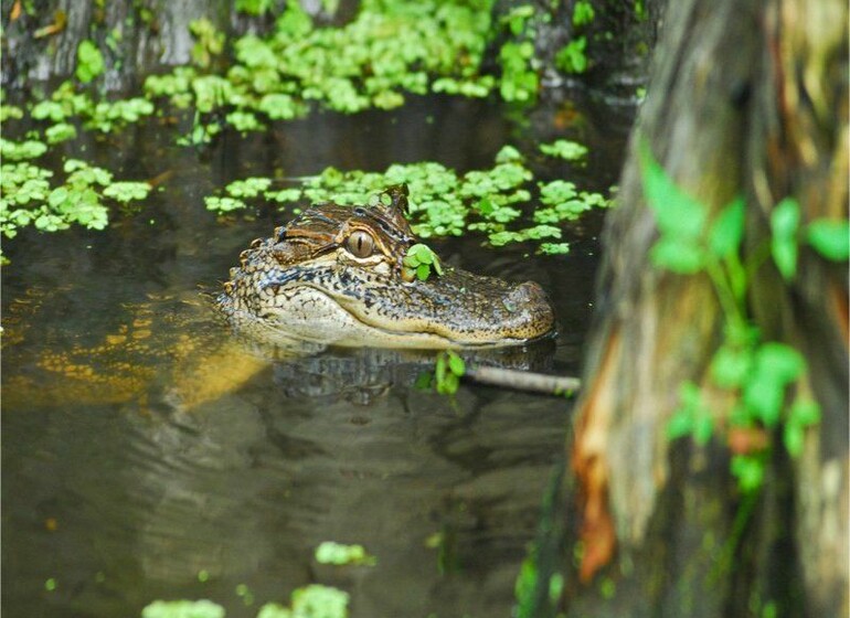 Découvrez les Merveilles de la Louisiane en 7 nuits