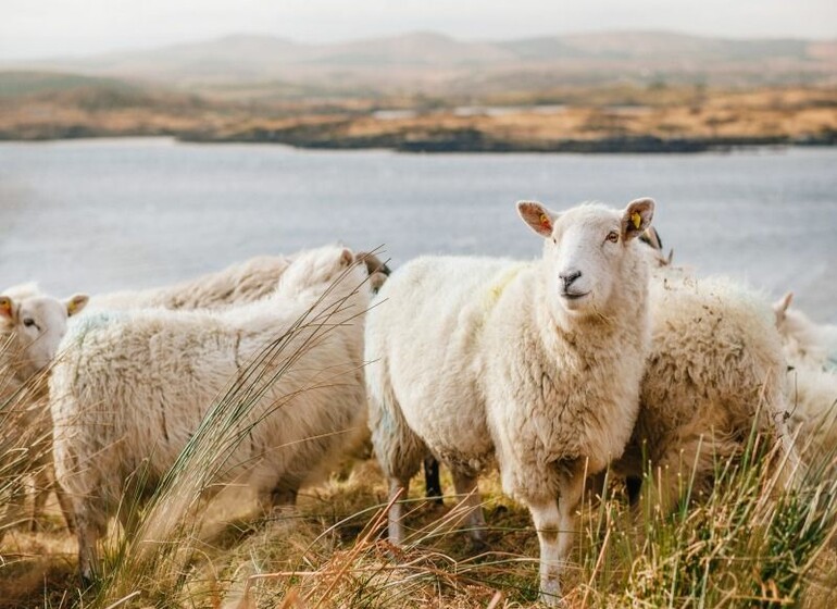 Autotour : Expériences d'Irlande