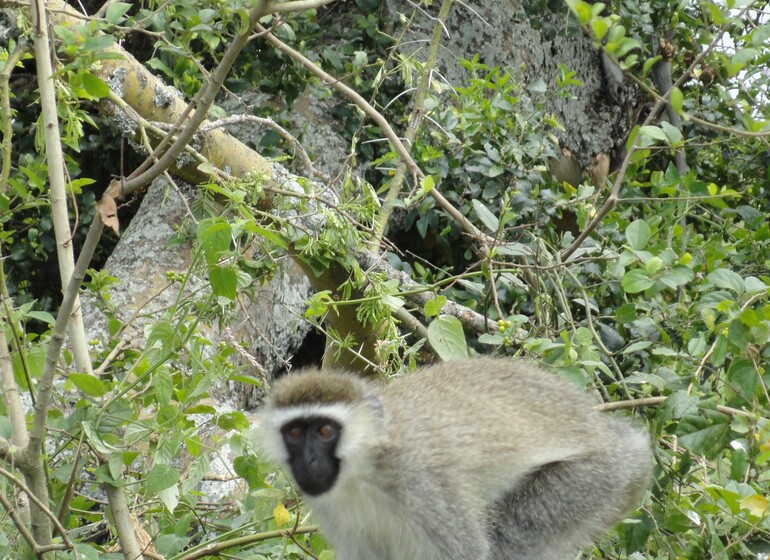 Ouganda - incroyables primates