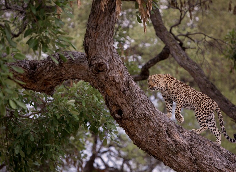 Zambie - vallée de la Luangwa