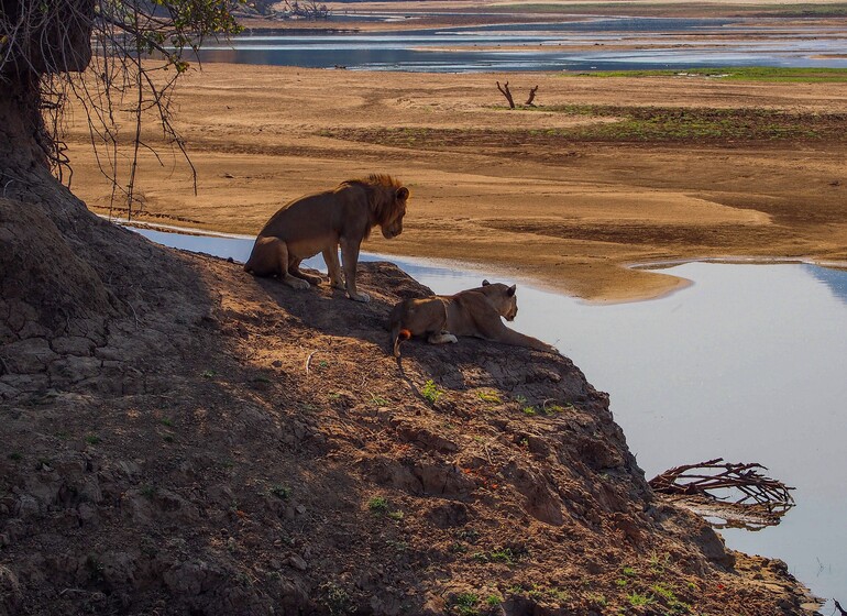Zambie - vallée de la Luangwa