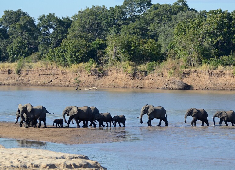Zambie - vallée de la Luangwa