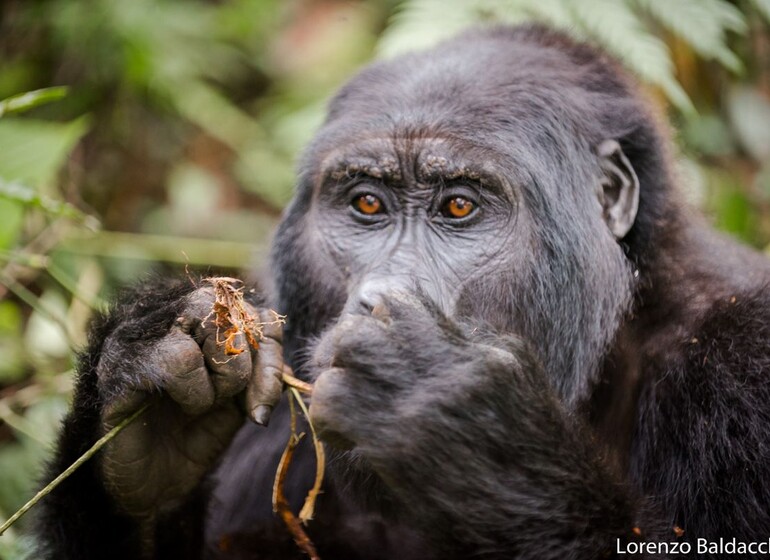Ouganda - incroyables primates