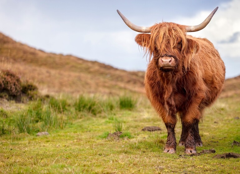 Au Rythme des Highlands