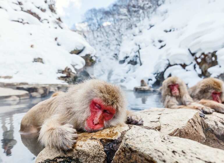 Au cœur du Japon enneigé